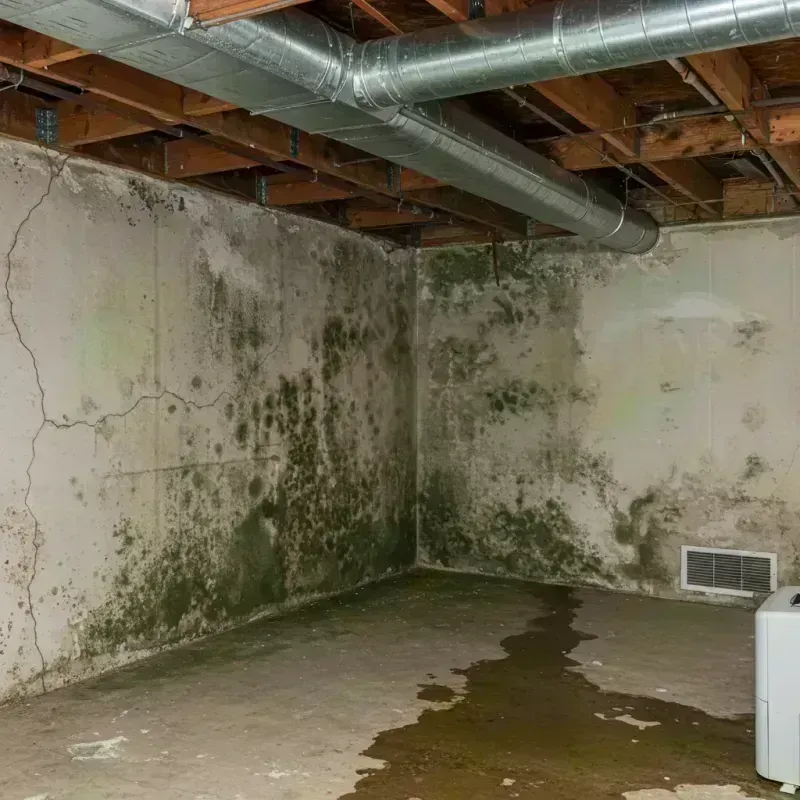 Professional Mold Removal in Bellefontaine Neighbors, MO